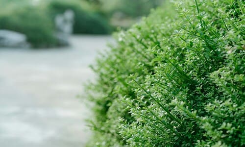  Spring and Fall Cleanups