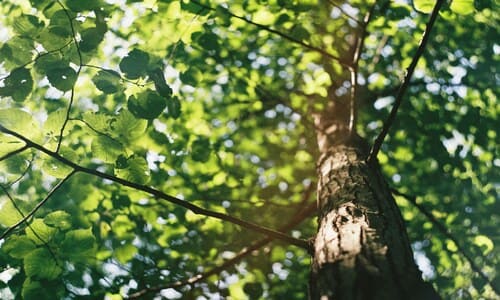 Spring and Fall Cleanups