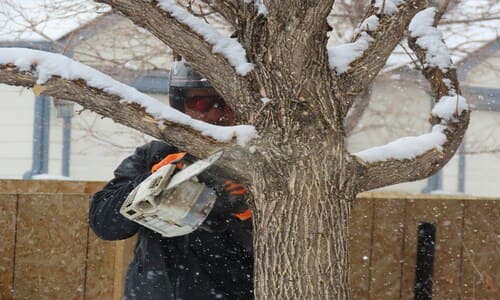 Iowa City Tree Trimming and Removal