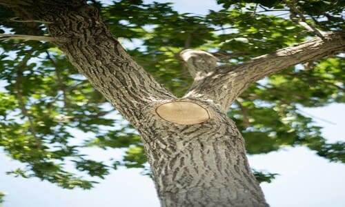 Spring and Fall Cleanups