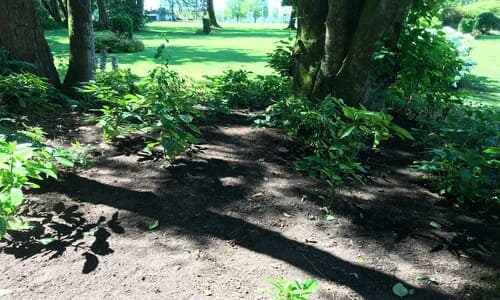 Iowa City Property Clean Ups