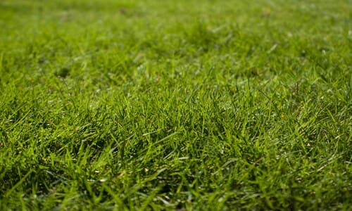 Spring and Fall Cleanups