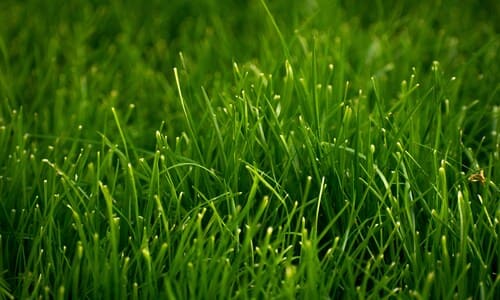 Spring and Fall Cleanups