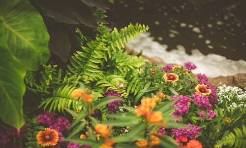 Iowa City Plantings