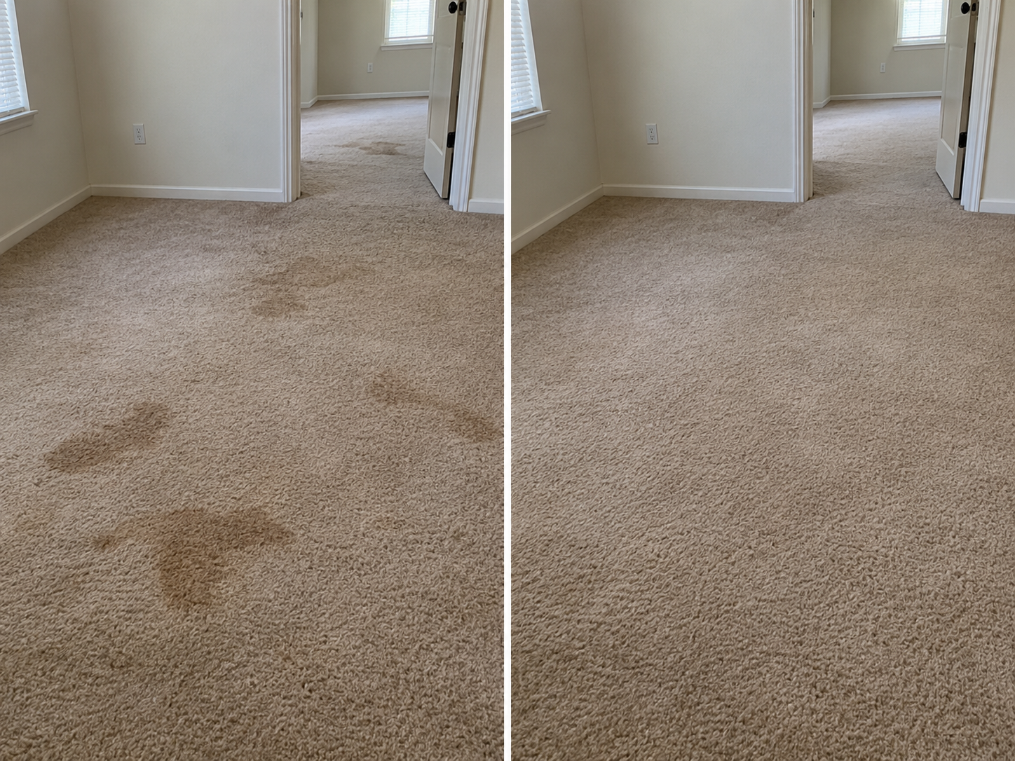 Before and after: dark pet urine stains across beige carpet in an Arlington rental bedroom and hallway, then the same carpet corrected to one even color