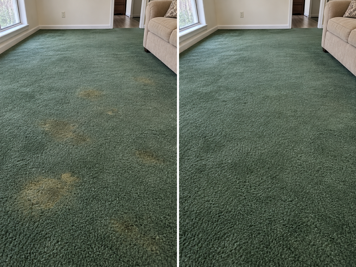 Before and after: yellowed pet stains across green plush living room carpet, then the same carpet color-corrected to one even green