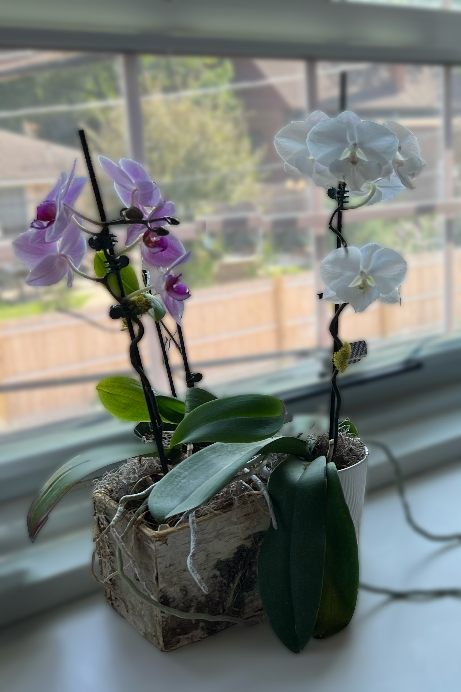 Photograph of two potted orchids on a windowsill, on a clean white country in an operatory of pure perio one with white blossoms and the other with purple