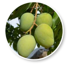 BeLiv African mango