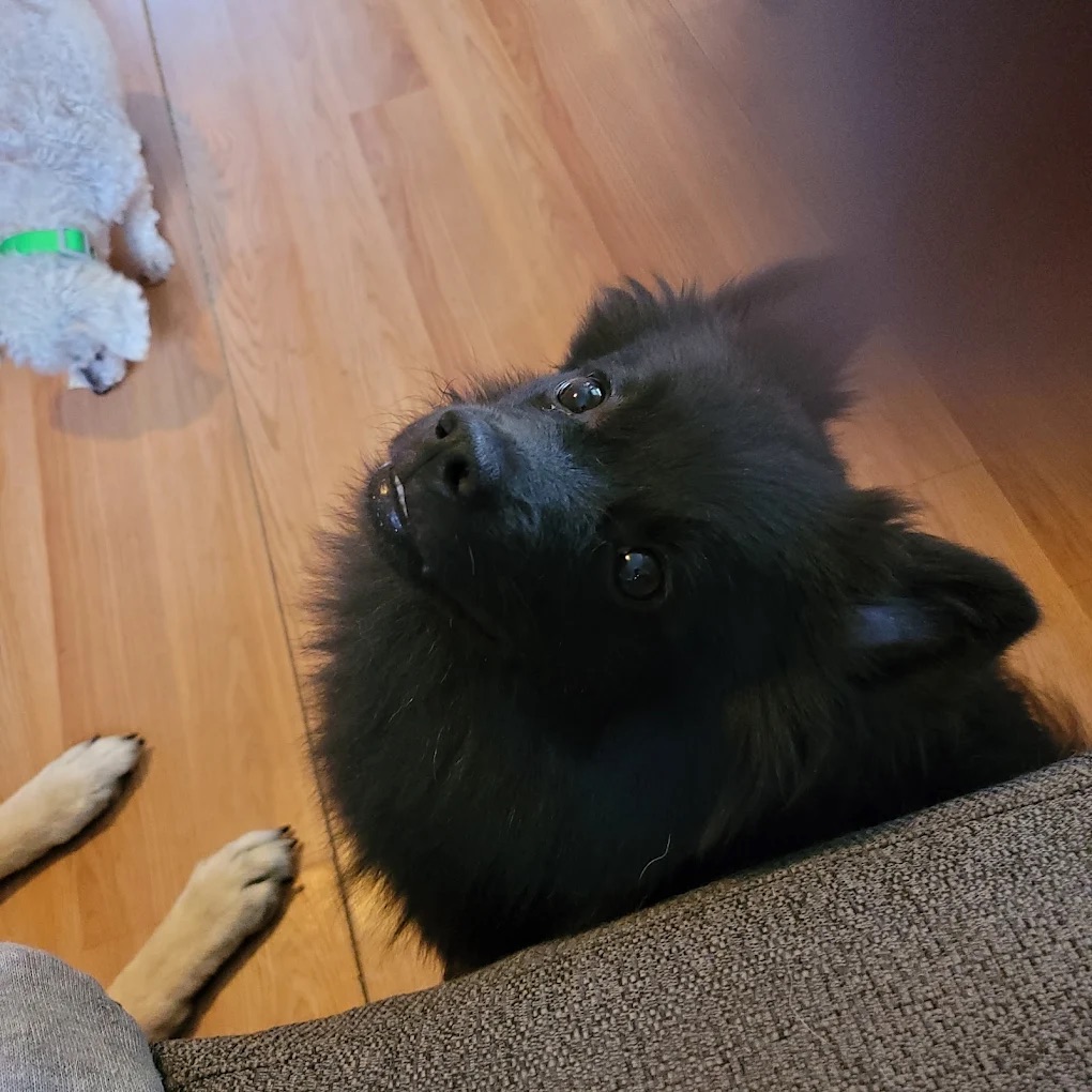 Happy dog client