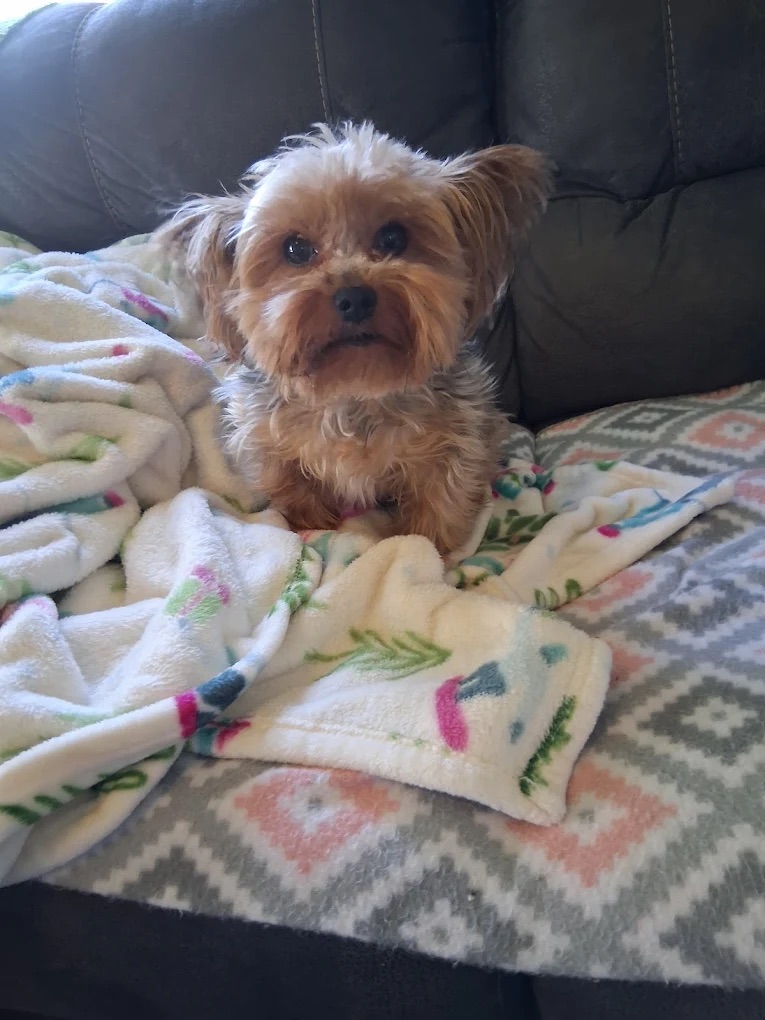 Happy customer dog