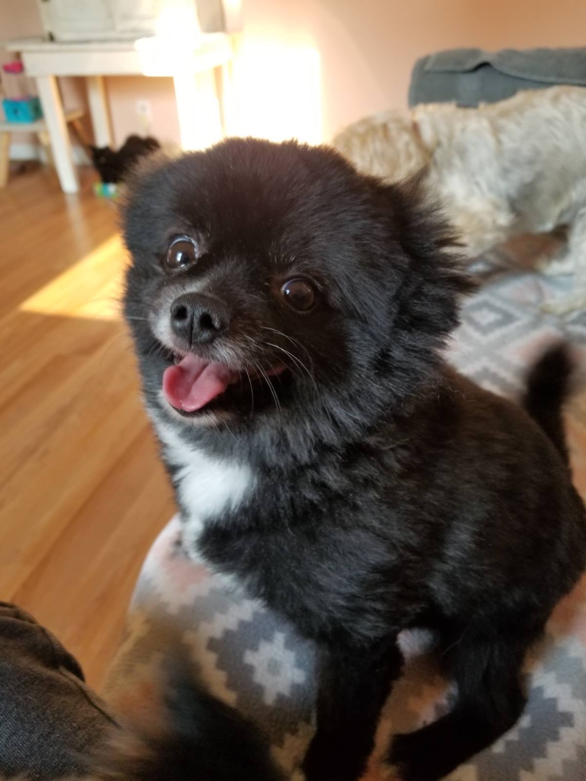 Happy customer dog