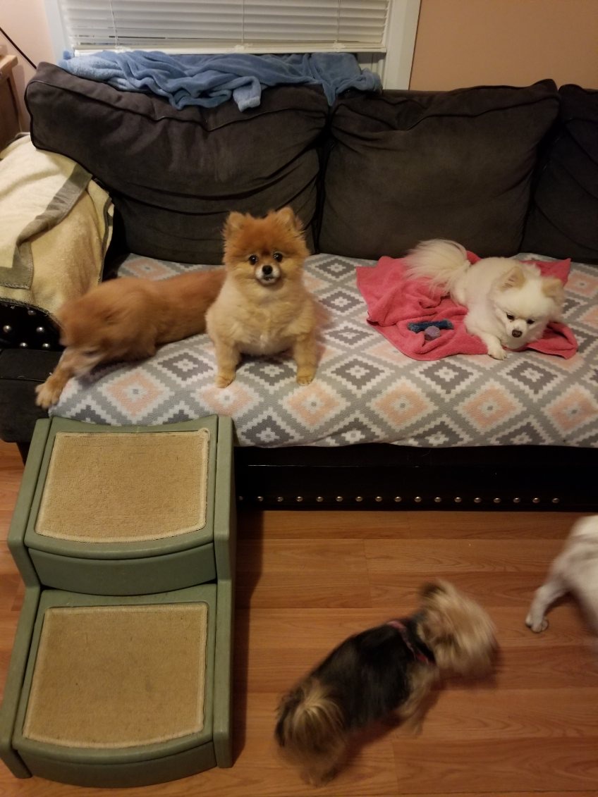 Happy dog client