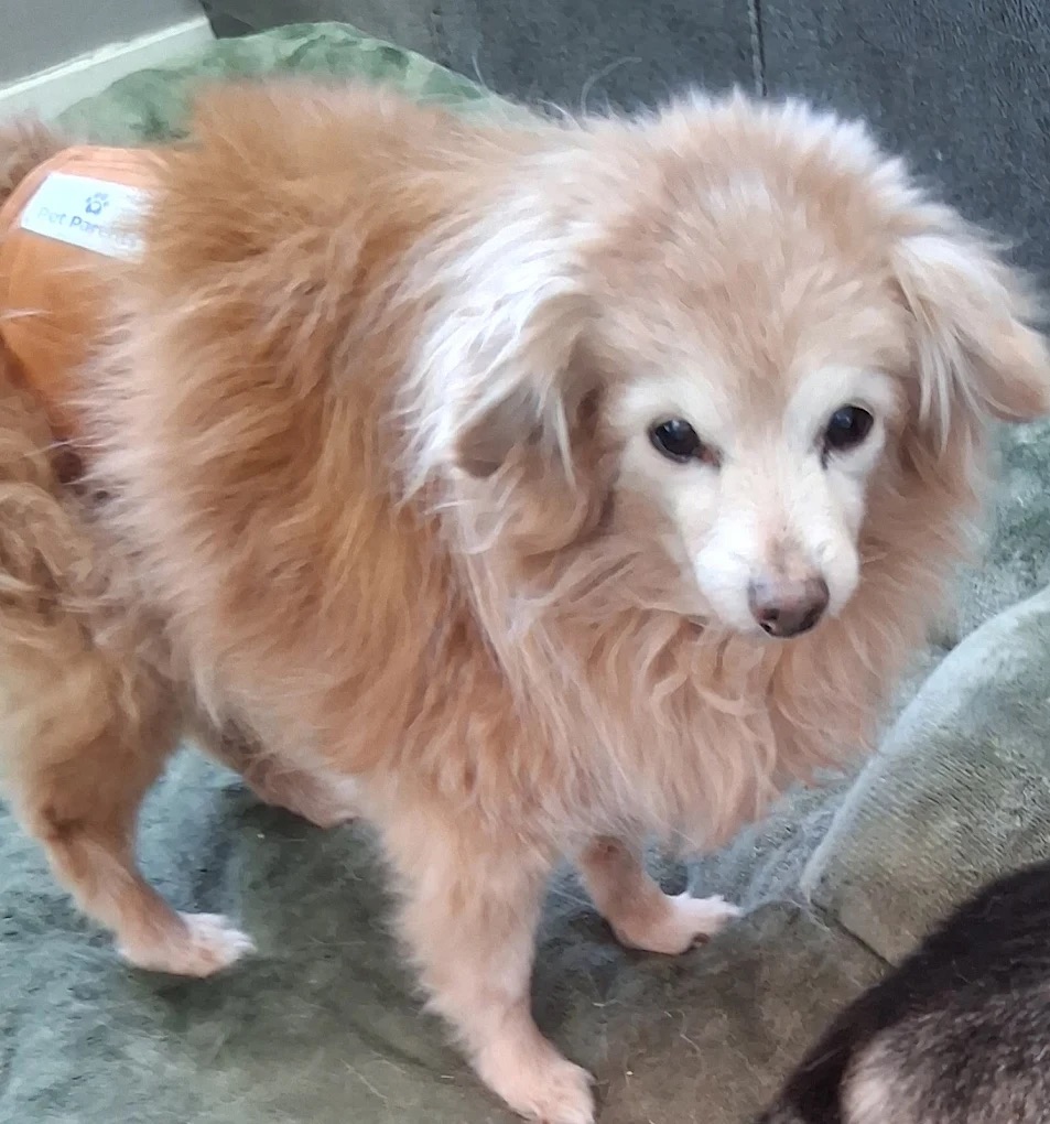 Happy dog client