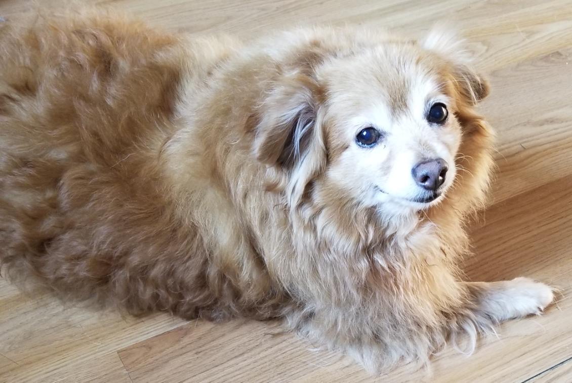 Happy dog client