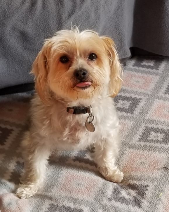 Happy dog client