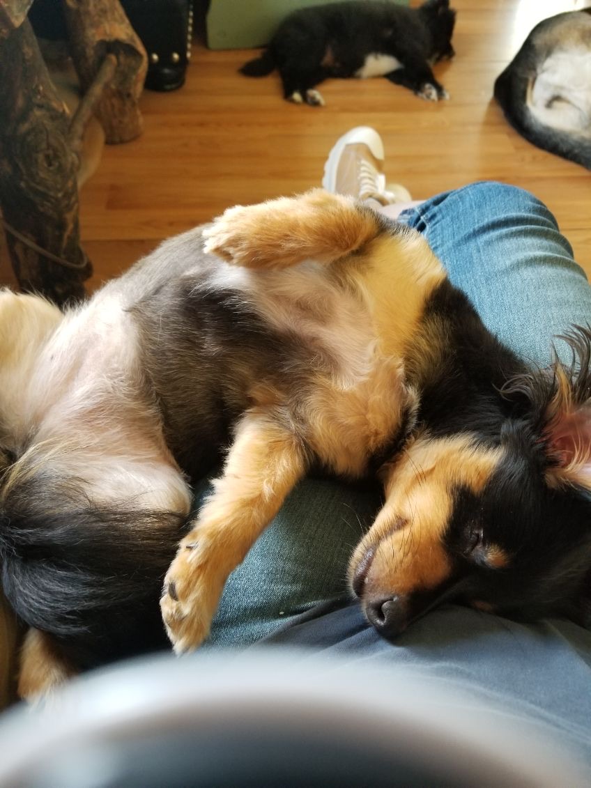 Happy customer dog