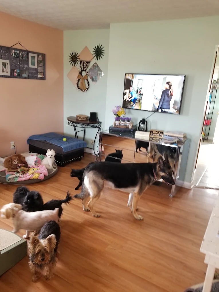 Dog Boarding