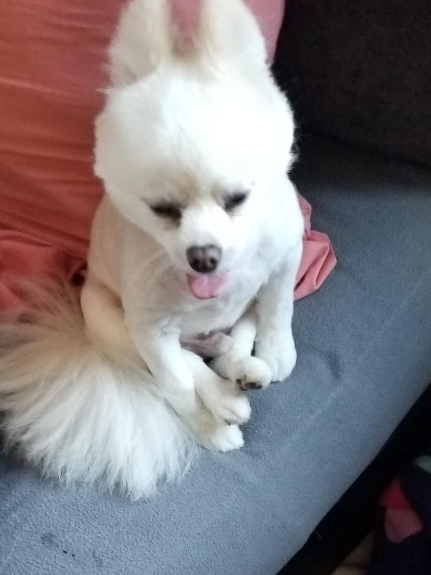 Groomed dog looking happy