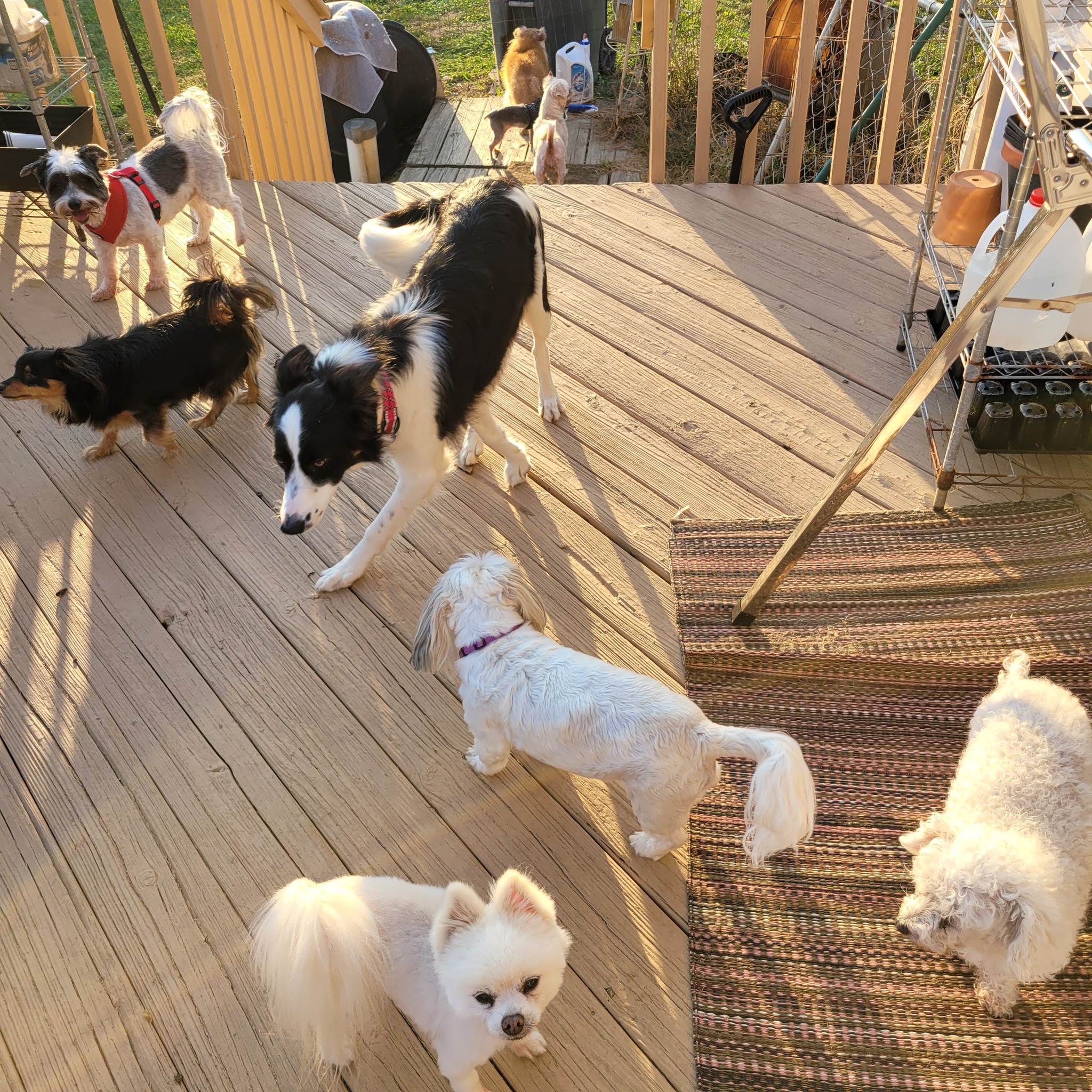 Happy dog being groomed