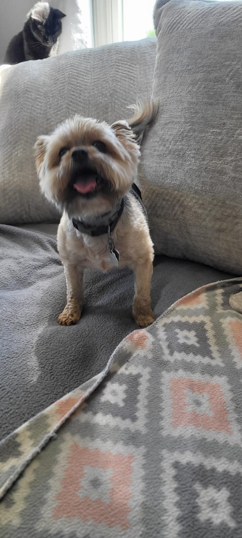 Full Dog Grooming