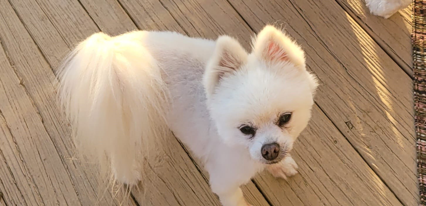 Happy dog client