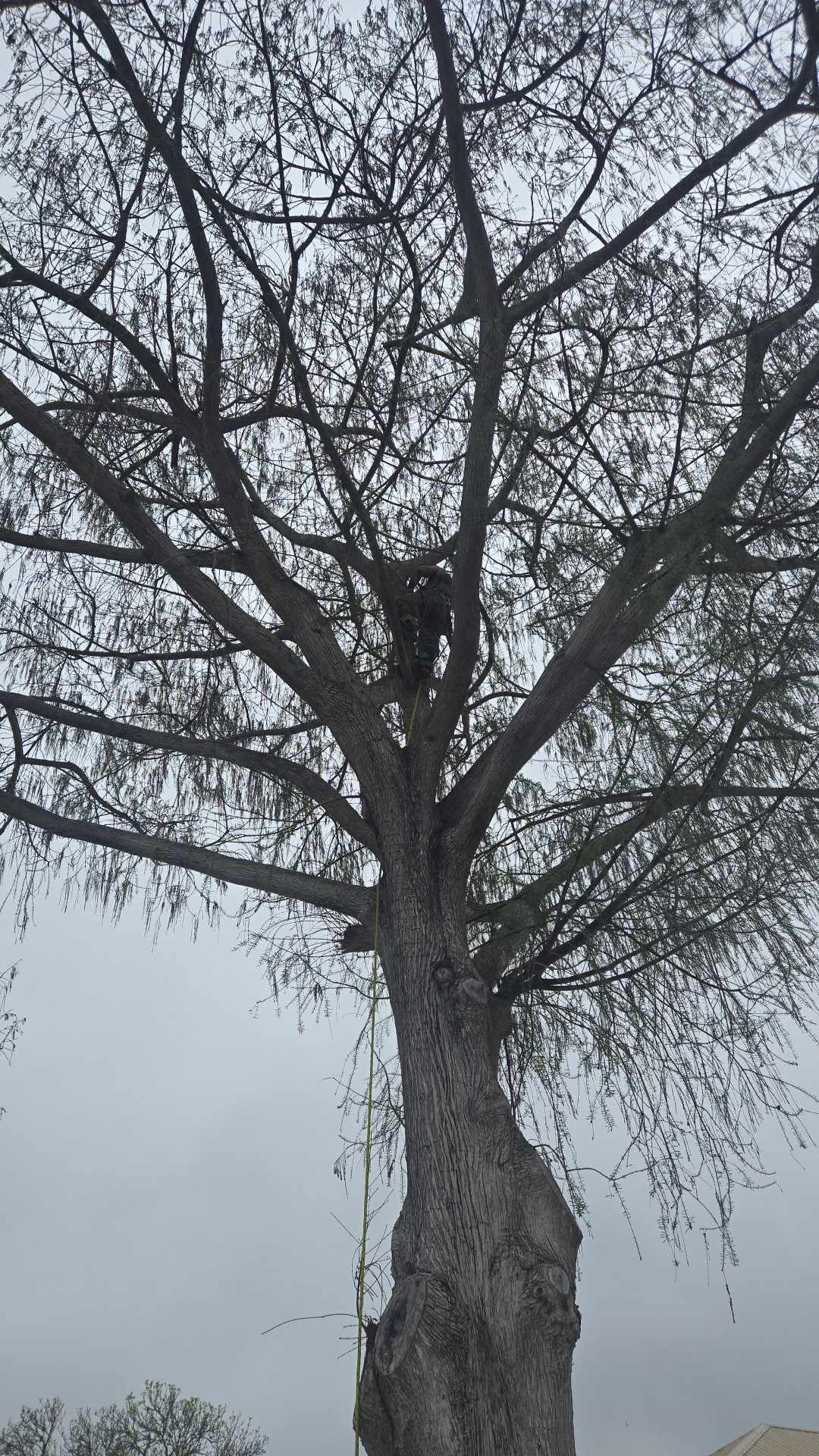 Tree Climbing and Trimming