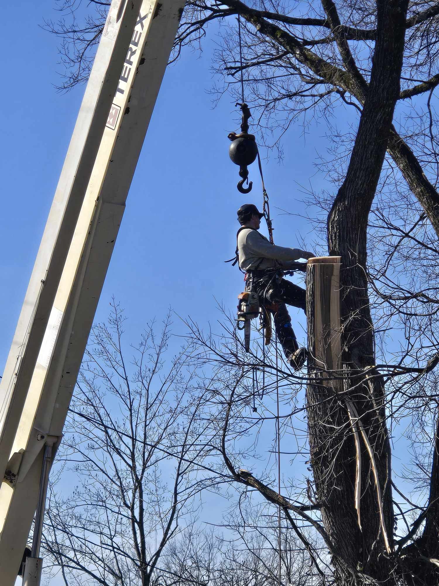 High Risk Tree Removal