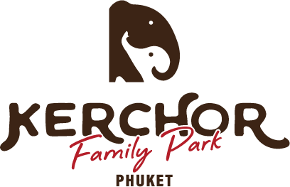 Kerchor​ Elephant​ Family​ Phuket