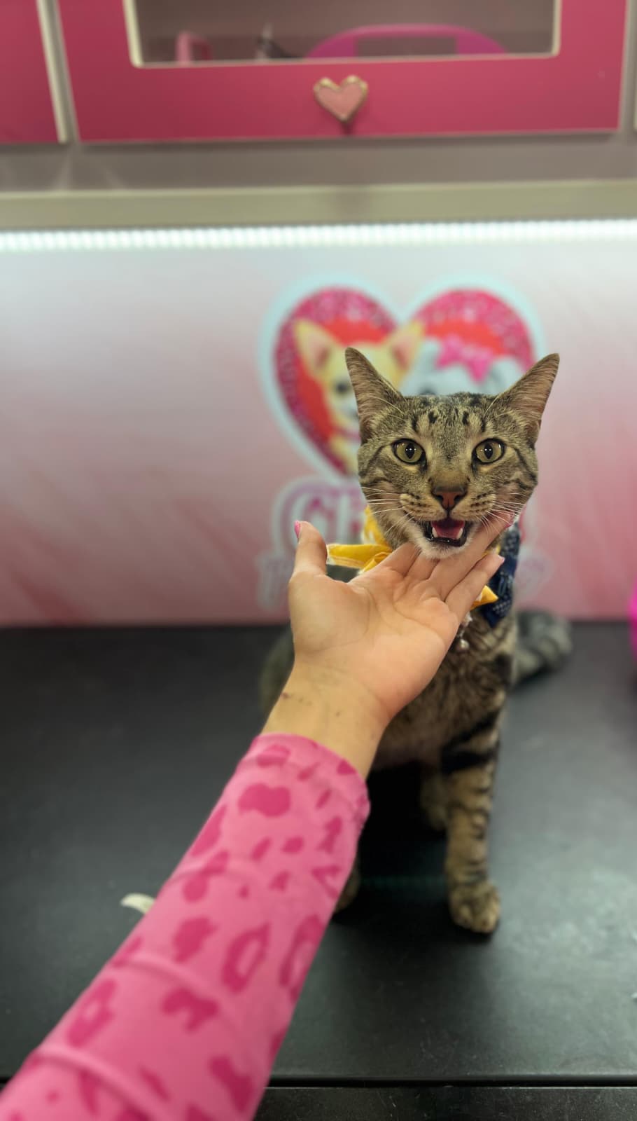 Happy groomed pet 5