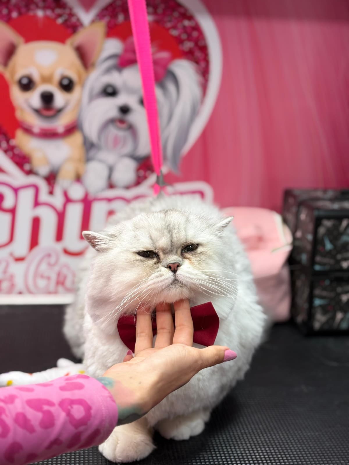 Happy groomed pet 6