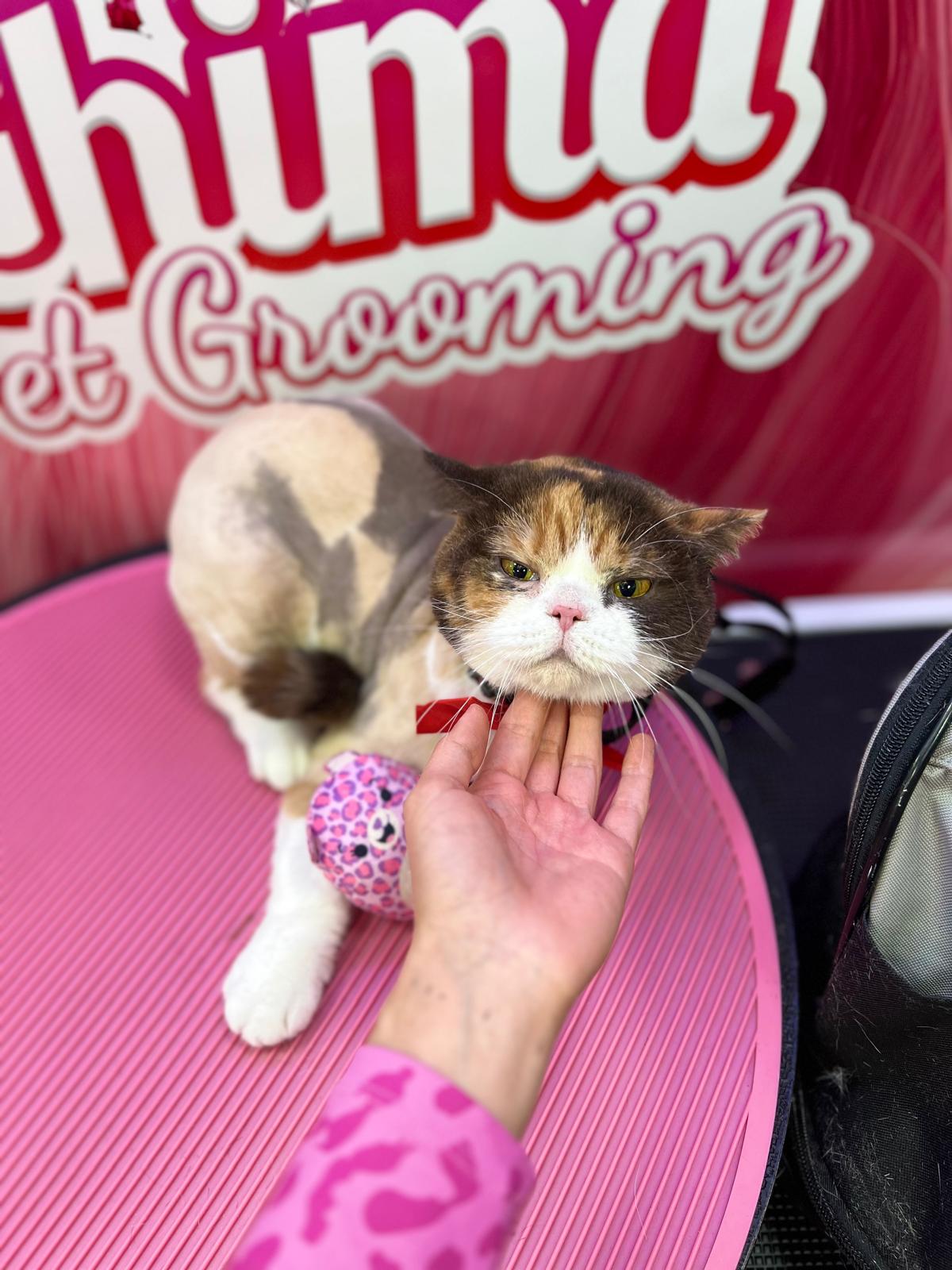 Happy groomed pet 7