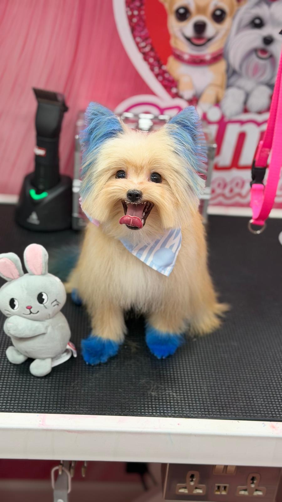 Pet-Safe Color Service