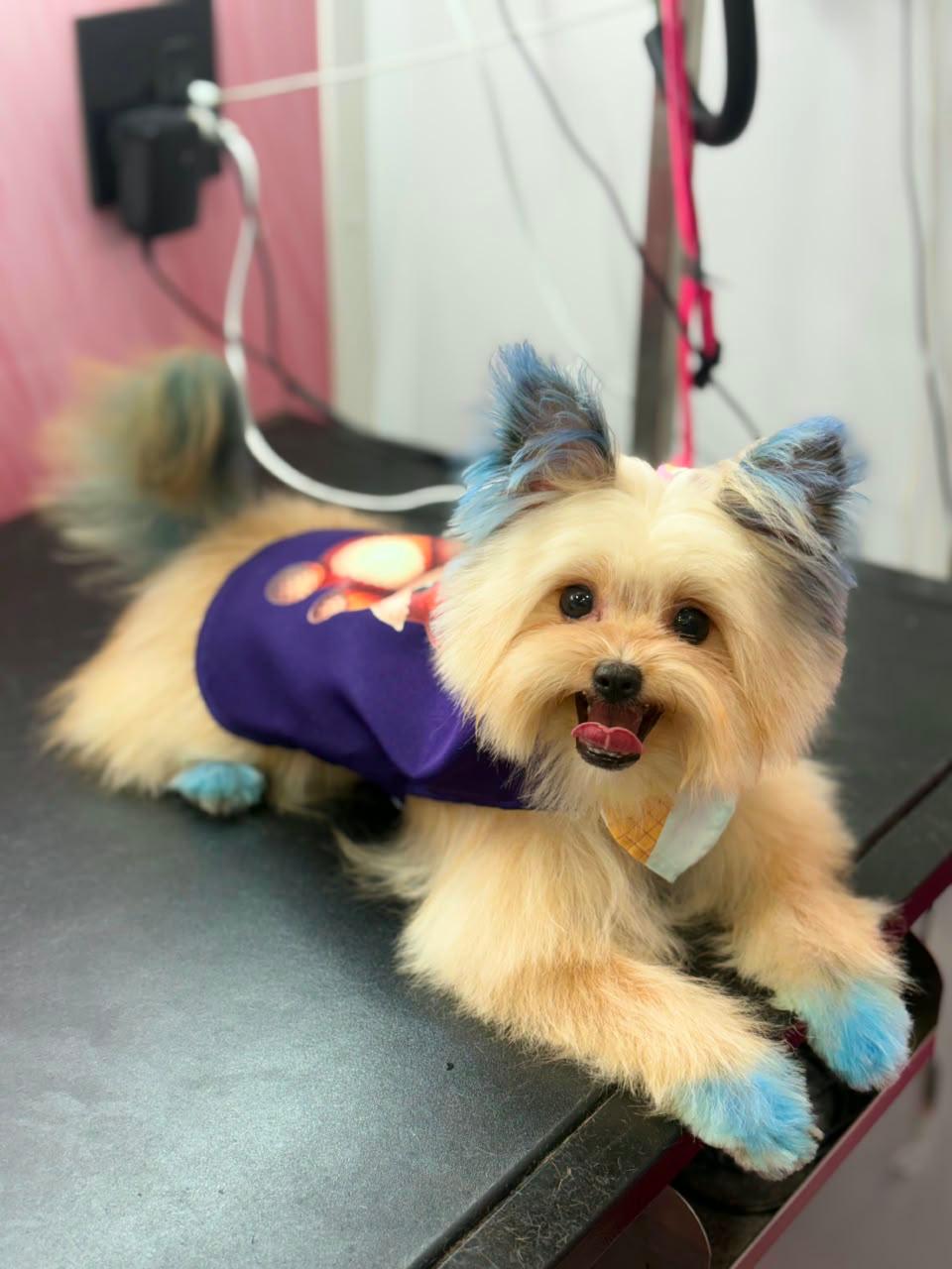 Handmade pet clothing example 2