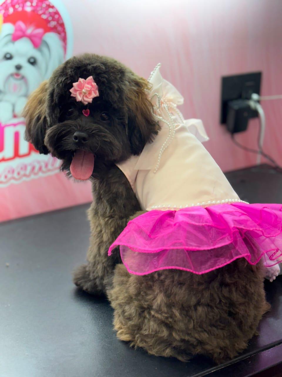 Pet wearing handmade custom clothing