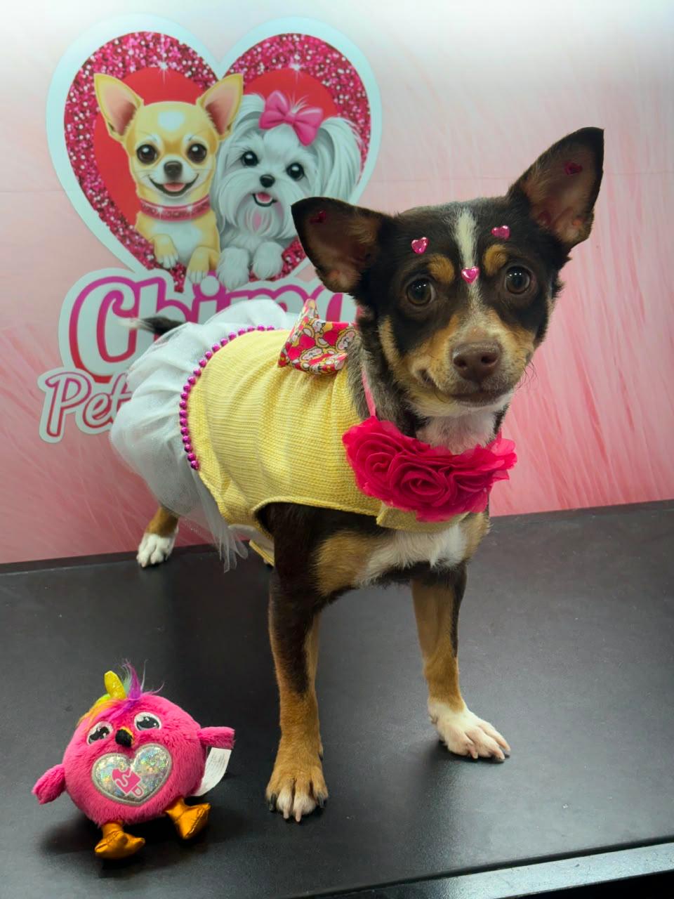 Handmade pet clothing example 3