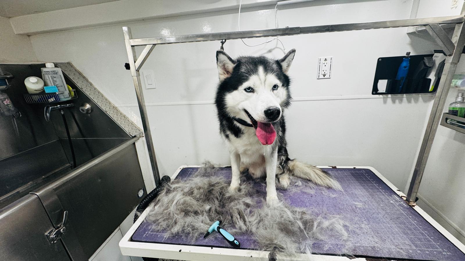 Dog sitting calmly on grooming table after a fresh haircut