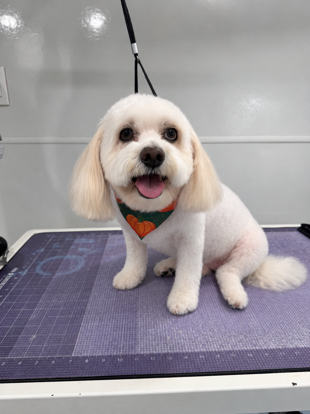 Happy fluffy white dog on mobile grooming table
