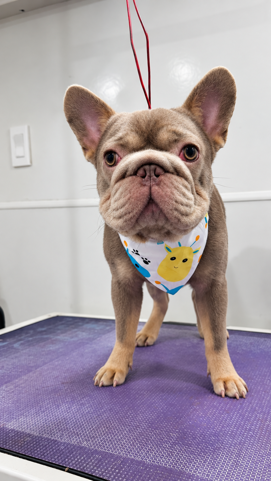 Cute dog with large ears posing on grooming table