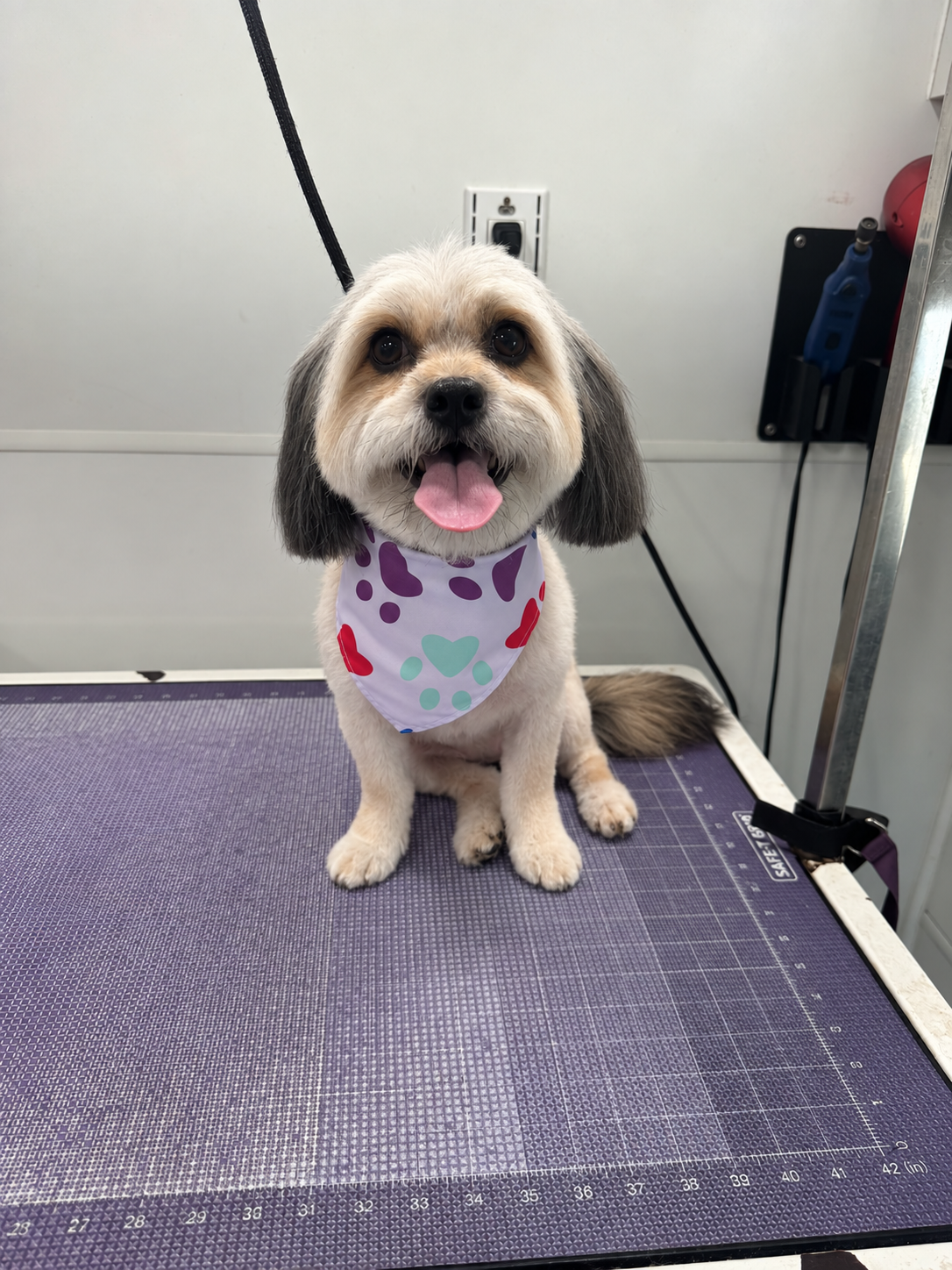 Freshly groomed dog wearing a bandana on mobile grooming table