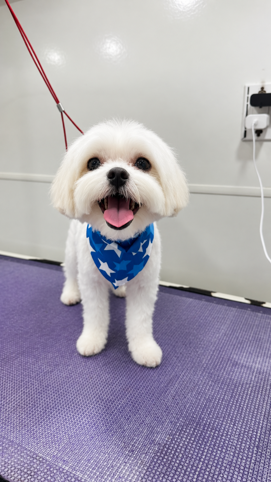 Small white dog styled with a blue bandana