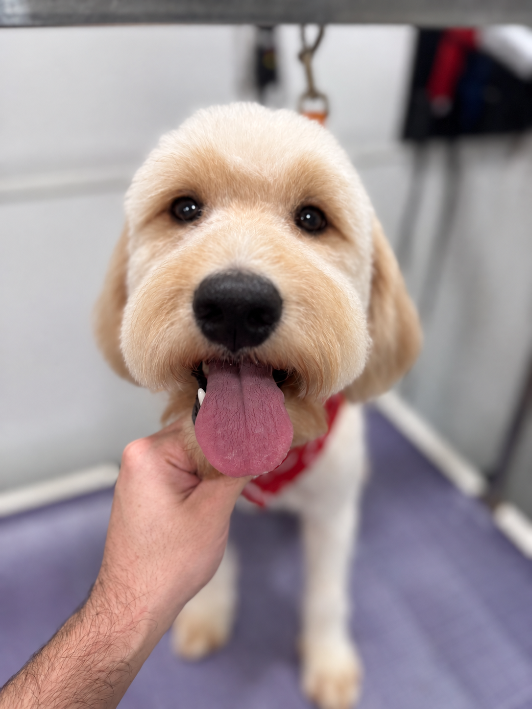 Happy dog with tongue out held by affectionate groomer