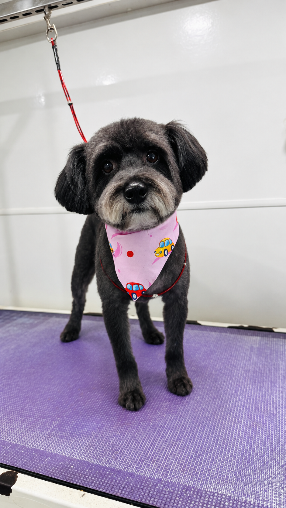 Small dog wearing a car-pattern bandana on grooming mat