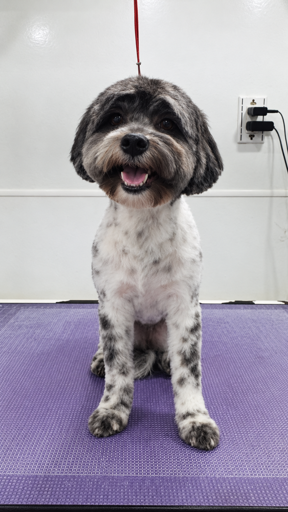 Groomed dog sitting patiently on mobile grooming mat