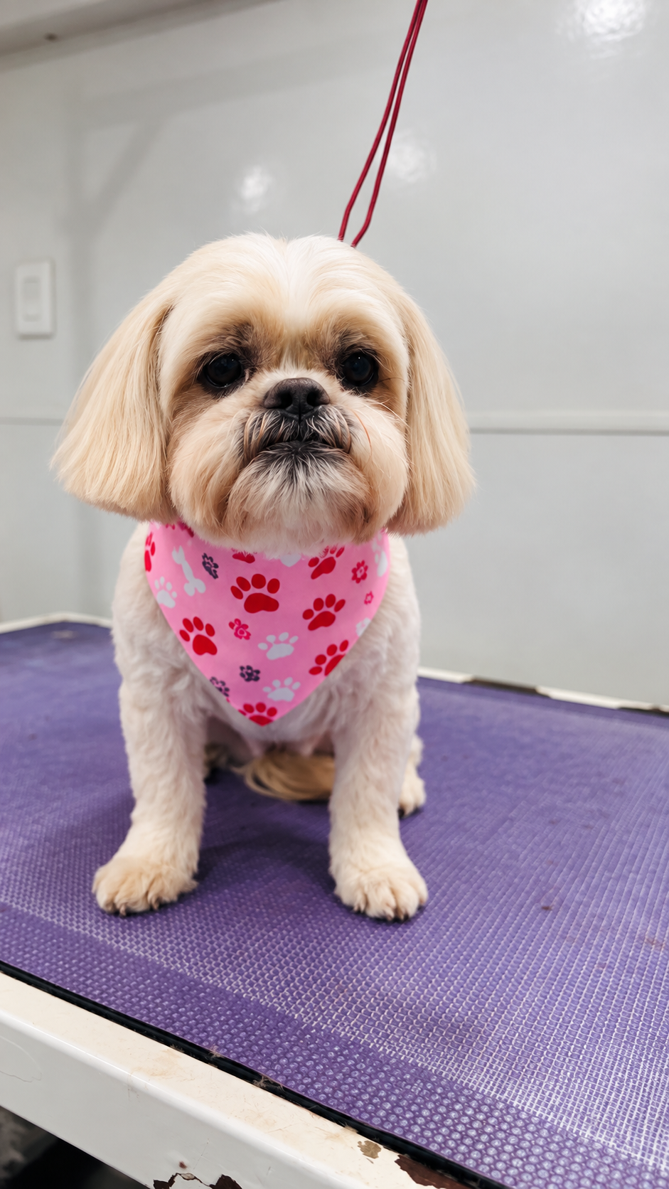 Small groomed pup posing with a pink bandana