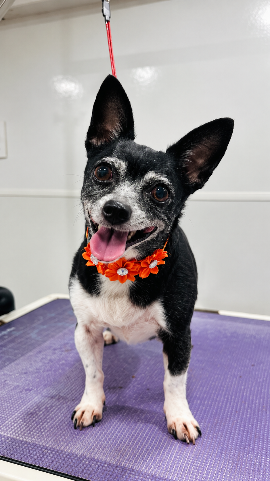 Clean dog with bright orange collar on grooming table