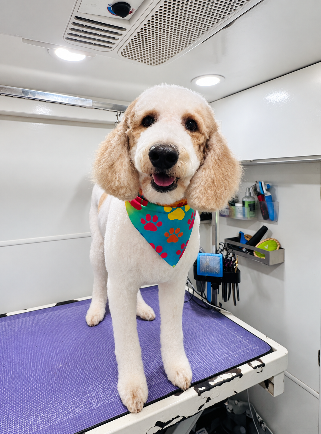 Oscar Pets groomer posing with a freshly groomed light-colored dog