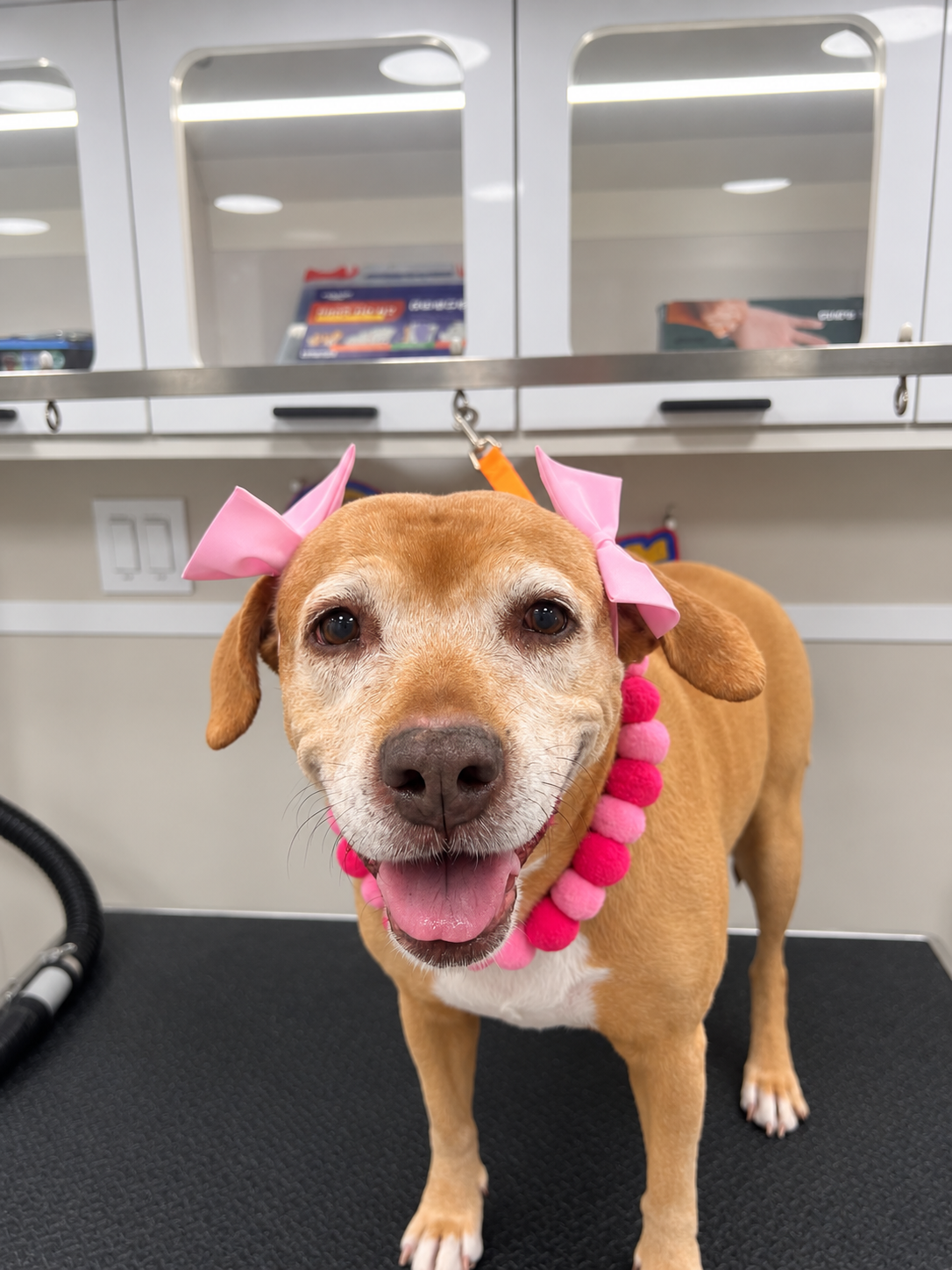 Stylishly groomed dog with pink hair bows and matching necklace
