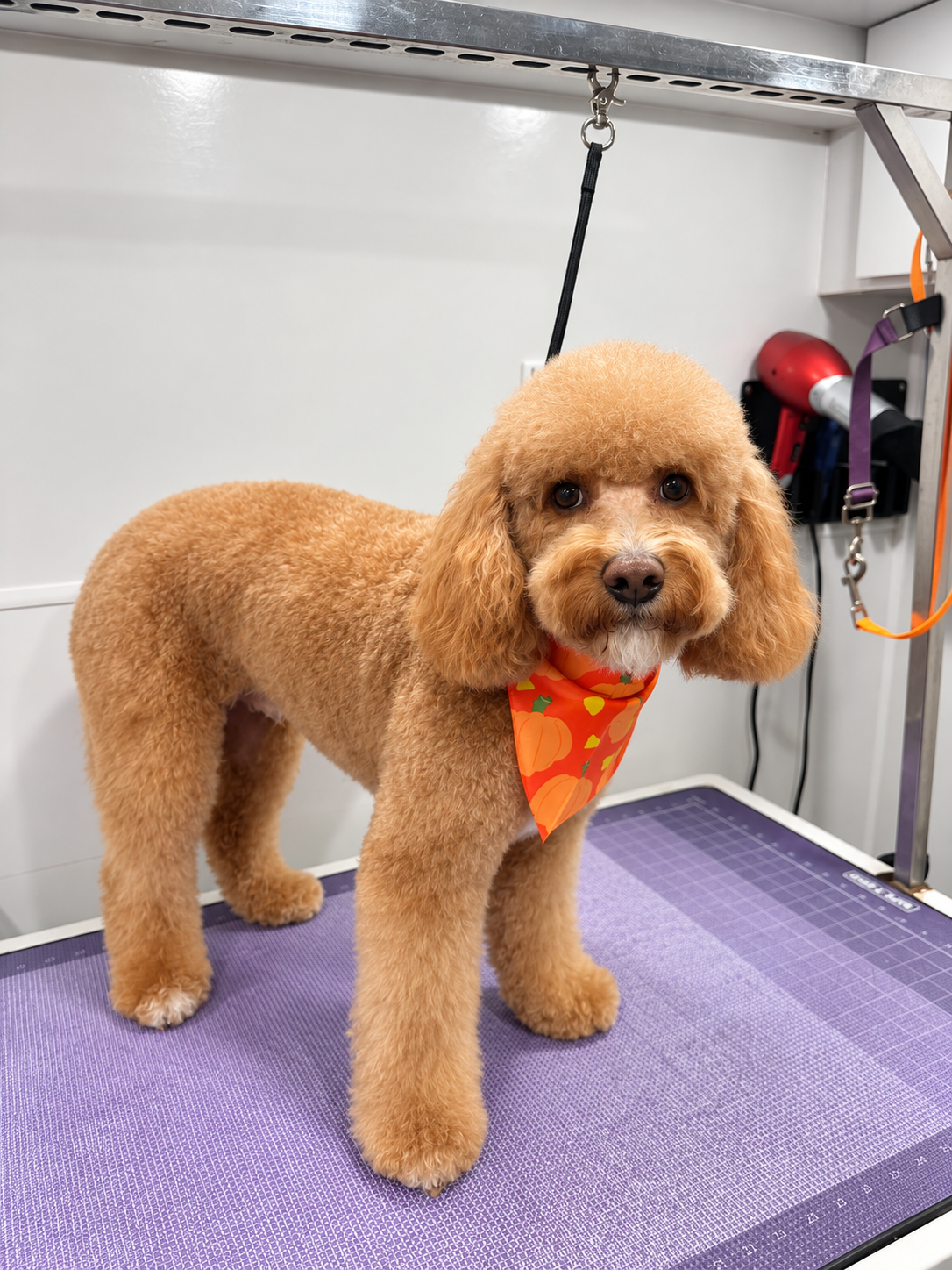 Happy dog standing on table wearing a red bandana