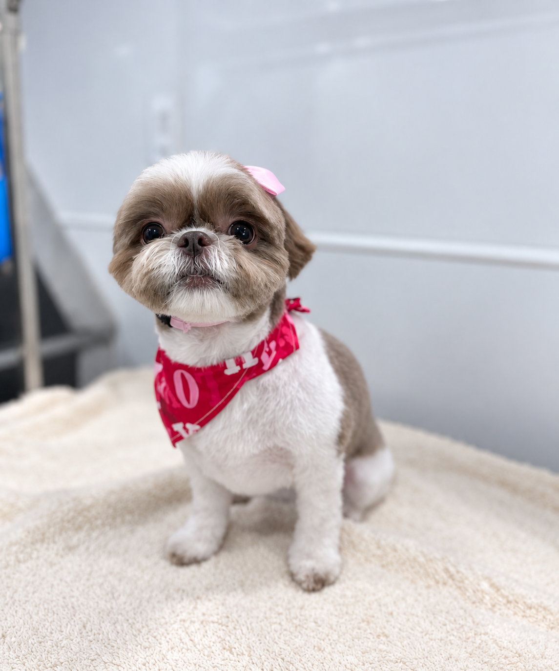 Small adorable dog with pink hair bow
