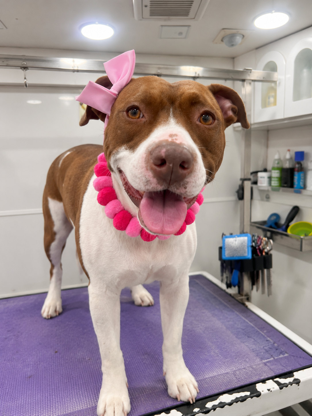 Brown and white dog with pink hair bow on mobile grooming table